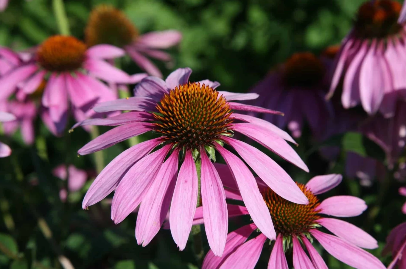 Echinacea